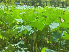 -洛阳市隋唐城遗址植物园
