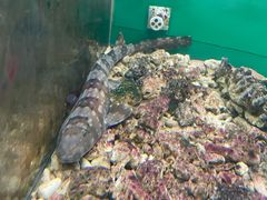 -上海大自然野生昆虫馆(东方明珠·爬宠昆虫探索中心)