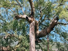 -新安江山水画廊风景区
