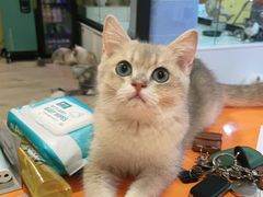 -Bastet sally猫舍购宠(静安店)