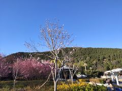 -赵记煎饼卷大葱(东岳店)