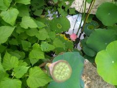 -镇江市南山风景名胜区竹林景区