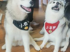 -Husky Go! 哈士奇体验馆·宠物咖啡厅狗咖