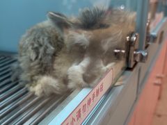 -FAELING PETS美天灵宠物(合生汇店)