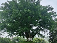 -邓小平故里