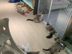 -momokira米努特·德文卷毛猫·棉花面纱犬