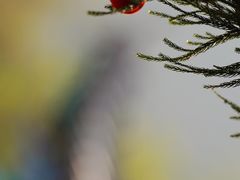 -萍乡武功山风景名胜区