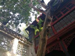 -苏州东山雕花楼宾馆