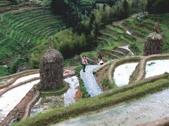 -紫鹊界梯田景区