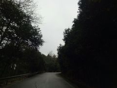 -铁山坪森林公园