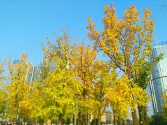 -百林公园-两江幸福广场
