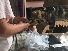 -纳吉亚猫专科动物诊疗中心(蒋宅口分院)