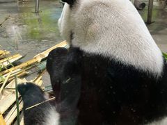-柳州市动物园
