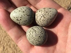 -普陀山风景名胜区-千步大沙