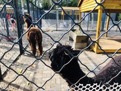 -长白岛森林公园