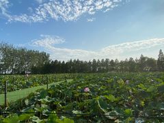 -泗洪洪泽湖湿地景区