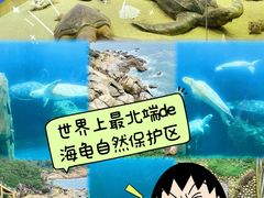 -广东惠东海龟国家级自然保护区