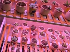 -富力希尔顿酒店·地阔自助餐厅