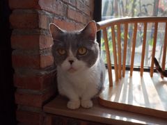 -豆逗聊愈猫阁Easy Life