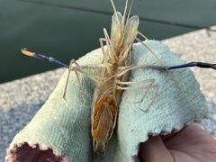 -DGE季风钓虾营地·团建·聚会