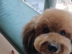 -帕帕拉兹宠物(亚洲旗舰店)