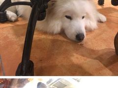 -more than meow吴止猫主题餐厅(承德 中船汇店)