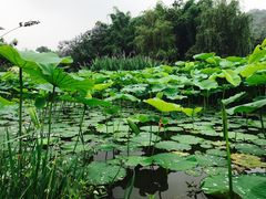 -张坝桂圆林公园