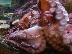 -西雅图水族馆