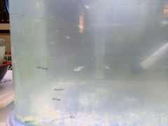 -清真·二嫂子煎饼果子(鼓楼旗舰形象店)