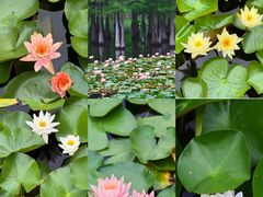 -白鹭湾湿地公园