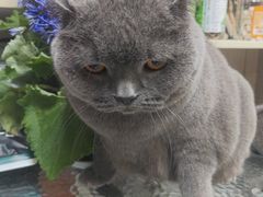 -八公叔叔宠物美容连锁(春申店)