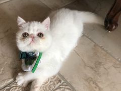 -猫大福·Fortune Cat猫舍(百子湾店)