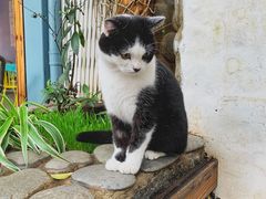 -喵屿·大理花园猫咖