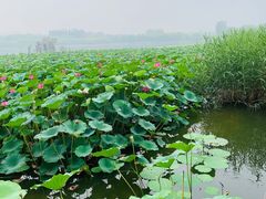 -大兴滨河森林公园