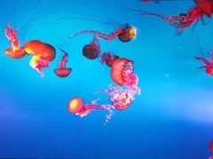 -太平洋海底世界