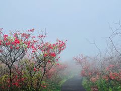 -大围山国家森林公园