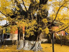-大觉寺-停车场