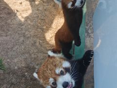 -辛玛王国游乐园