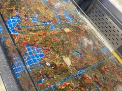 -半岛听涛蒸汽海鲜自助(K11店)