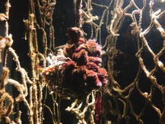 -悉尼海洋生物水族馆