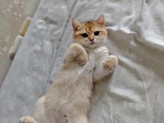 -lincat·猫舍(广州店)