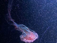 -欢乐海岸海洋奇梦馆