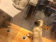 -狗道宠物(常熟印象城店)