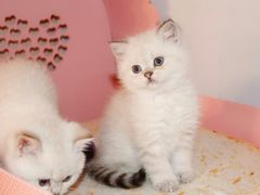 -喵zoo家庭繁育猫舍(尖东智能花园店)