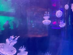 -左海海底世界