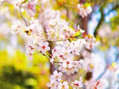 -高东镇樱花园