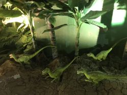 -恐龙探索乐园(磁器口店)