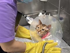 -北京观赏动物医院·24小时大型综合·猫专科·异宠专科