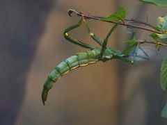 -上海大自然野生昆虫馆(东方明珠·爬宠昆虫探索中心)