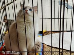 -十年猫舍·猫咪专门店(普陀店)